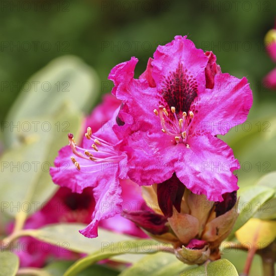 Rhododendron flowers (Rhododendron Homer), red flowers, in a garden, Wilnsdorf, North Rhine-Westphalia, Germany