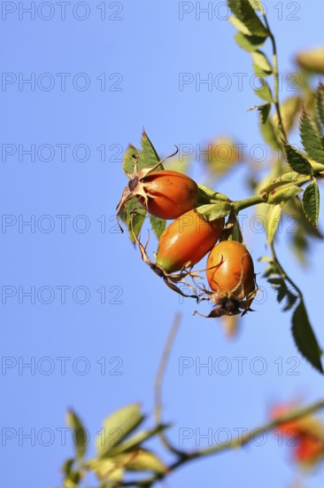 Ripe rosehip fruit of the dog rose (Rosa canina) on a branch, in front of a blue sky, Wilnsdorf, North Rhine-Westphalia, Germany