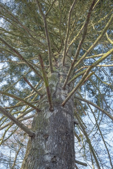 View of an old silver fir (Abies alba), also silver fir, conifer, fir tree (Abies), pine family (Pinaceae), large tree with many spreading branches that protrude from the trunk like spokes and stand out against the sky, Vögelser Fischteiche, Vögelsen, district of Lüneburg, Lower Saxony, Germany