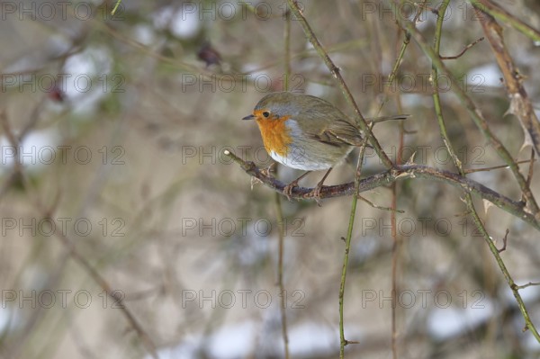 Robin (Erithacus rubecula), on a twig in the branches of a dog rose (Rosa canina), Wilnsdorf, North Rhine-Westphalia, Germany