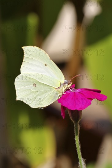 Lemon butterfly (Gonepteryx rhamny) on crown campion (Lychnis coronaria), in a nature garden, Wilnsdorf, North Rhine-Westphalia, Germany