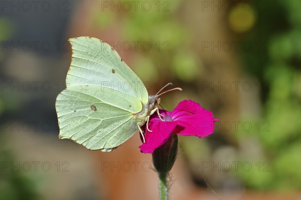 Lemon butterfly (Gonepteryx rhamny) on crown campion (Lychnis coronaria), in a nature garden, Wilnsdorf, North Rhine-Westphalia, Germany