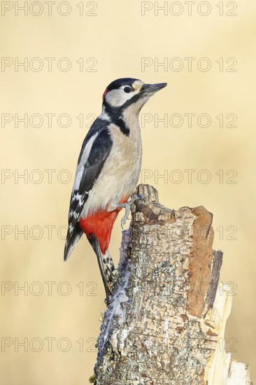 Great spotted woodpecker (Dendrocopus major), male, foraging on dead wood of a common birch (Betula pendula), wildlife, woodpeckers, nature photography, autumn, Wilnsdorf, North Rhine-Westphalia, Germany