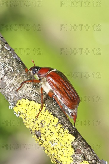 May beetle, wood cockchafer (Melolontha hippocastani), female, on a branch covered with lichen, close-up, Wilnsdorf, North Rhine-Westphalia, Germany
