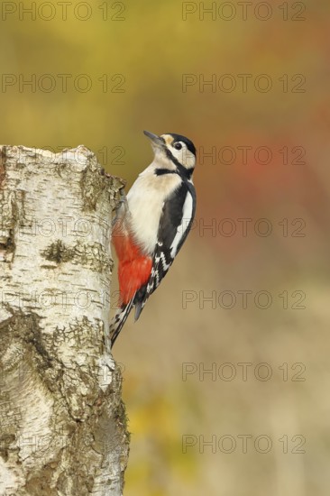 Great spotted woodpecker (Dendrocopos major), male, sitting on a tree stump at the edge of the forest, Hebstwald, wildlife, woodpeckers, birds, nature photography, Wilnsdorf, North Rhine-Westphalia, Germany