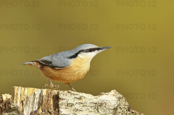 Nuthatch (Sitta europaea), sitting on a tree stump, Wilnsdorf, North Rhine-Westphalia, Germany