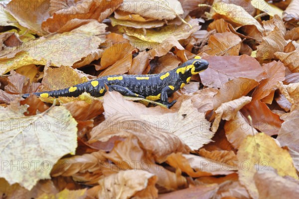 Fire salamander (Salamandra salamandra), in a beech forest on autumn leaves, autumn, Wilnsdorf, North Rhine-Westphalia, Germany