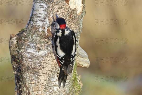 Great spotted woodpecker (Dendrocopus major), male, foraging on dead wood of a common birch (Betula pendula), back view, wildlife, woodpeckers, nature photography, autumn, Wilnsdorf, North Rhine-Westphalia, Germany