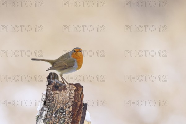 Robin (Erithacus rubecula), in winter on a rotten tree stump, with space for text, advertising, Wilnsdorf, North Rhine-Westphalia, Germany