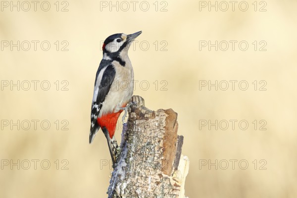 Great spotted woodpecker (Dendrocopus major), male, foraging on dead wood of a common birch (Betula pendula), wildlife, woodpeckers, nature photography, autumn, Wilnsdorf, North Rhine-Westphalia, Germany