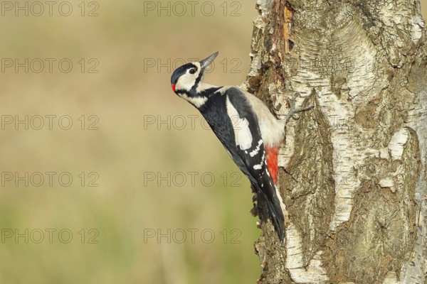 Great spotted woodpecker (Dendrocopus major), male, foraging on the trunk of a common birch (Betula pendula), wildlife, woodpeckers, nature photography, autumn, Wilnsdorf, North Rhine-Westphalia, Germany