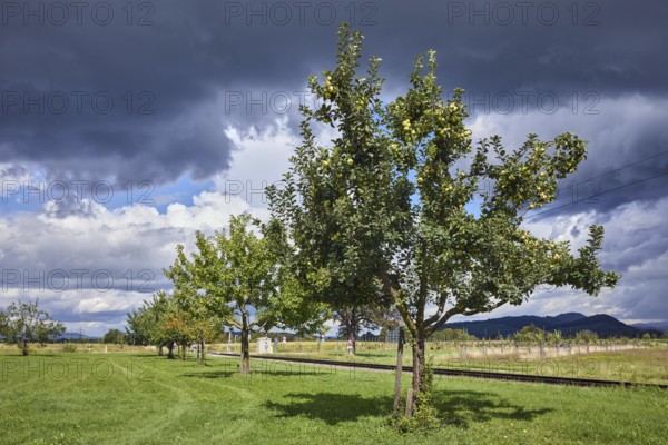 Cultivated apple (Malus domestica), Kohlenbacher apple, fruit, fruit tree, newly planted meadow orchard, meadow, track bed, tracks, blue sky, cumulus clouds, cumulonimbus clouds, white and dark clouds, country road L125, Krozinger Straße, Staufen im Breisgau, Black Forest, district Breisgau-Hochschwarzwald, Baden-Württemberg, Germany