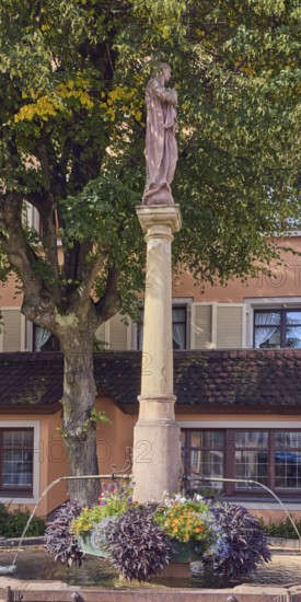 Crown fountain, sweet potato (Ipomoea batatas), fountain, tree, facade with windows, sunny, Meiergasse, main alleyway, Staufen im Breisgau, Black Forest, district of Breisgau-Hochschwarzwald, Baden-Württemberg, Germany
