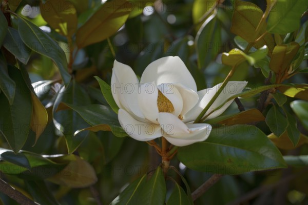 Macro photograph of a white magnolia flower surrounded by green leaves catching sunlight, Southern magnolia (Magnolia grandiflora), Batumi, Black Sea, Adjara region, Adjara, Autonomous Republic, Georgia