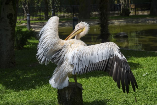 A white pelican spreading its wings stands in a meadow in a natural environment, Dalmatian pelican (Pelecanus crispus), Zoo, Batumi, Black Sea, Adjara region, Adjara, Autonomous Republic, Georgia