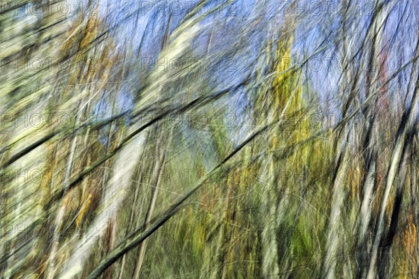 Branches, branches, tree trunks, long exposure, abstract, illustration, Maine, New England, USA