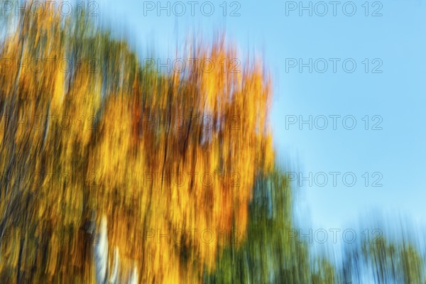 Autumn leaves, Indian summer, long exposure, abstract, illustration, copy space, Maine, New England, USA