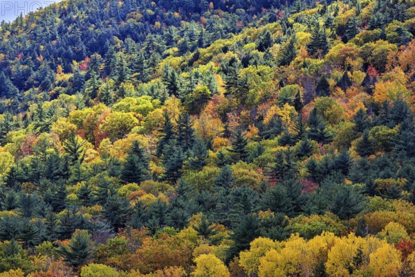 Autumn leaves, Indian summer, forest, Maine, New England, USA