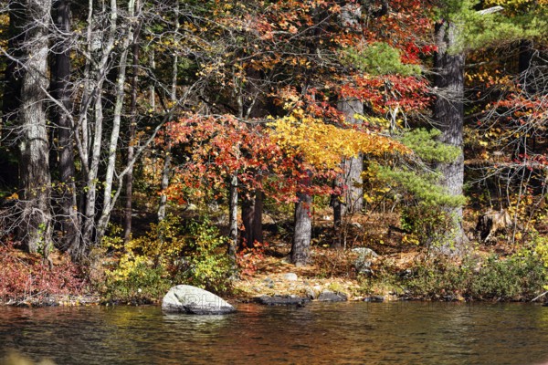 Lakeside, autumn leaves, Indian summer, Maine, New England, USA