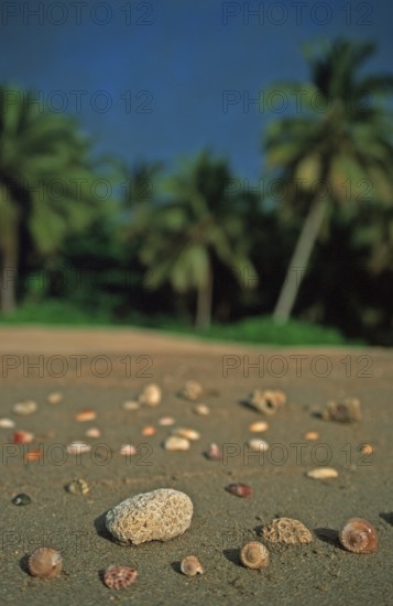 Corals and mussels on a palm beach on the island of Ko Lanta, Thailand, December 2002, vintage, retro, old, historic