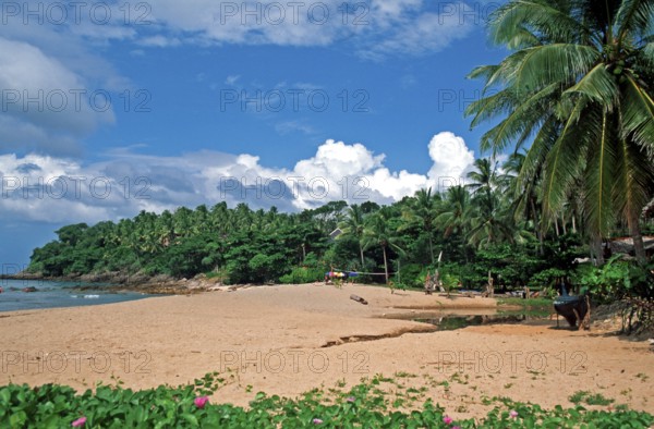 Palm tree, beach at Coral Beach Resort on the island of Ko Lanta, Thailand, December 2002, vintage, retro, old, historic