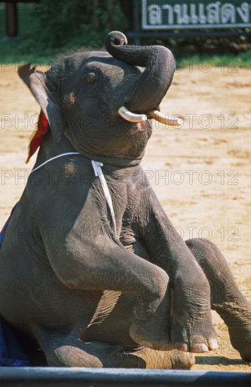 Elephant performs art piece at Samphran Elephant Ground and Zoo near Bangkok, Thailand, December 2002, vintage, retro, old, historic