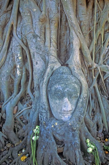Roots, Buddha head ingrown in tree, Wat Mahatat, Ayutthaya, Thailand, December 2002, vintage, retro, old, historical