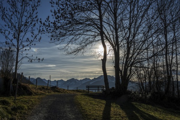 Bare trees in backlight on the hiking trail near Reichenbach, behind mountains of the Allgäu Alps, Oberstdorf, Oberallgäu, Allgäu, Bavaria, Germany