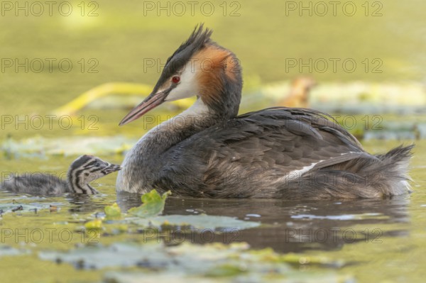 Great Crested Grebe (Podiceps scalloped ribbonfish) swims with young chicks near aquatic plants. They move slowly through the clear water looking for food