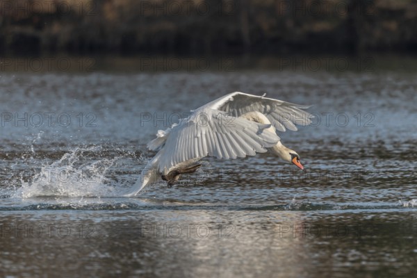 Swan spreads his wings as he flees from the pond. The water splashes around him. It is a lively natural scene. The sky is clear and the sun is shining. Bas Rhin, Alsace, France