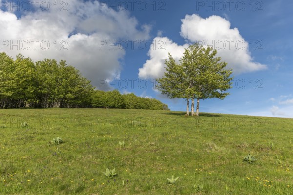 Isolated trees on the top of the Vosges mountains. france
