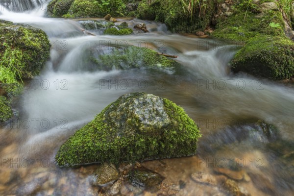 Water in a stream flows across moss-covered rocks. The scene is set in the forest in spring, with soft light streaming through the trees. Vosges, France