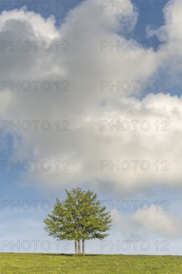 Isolated trees on the top of the Vosges mountains. france