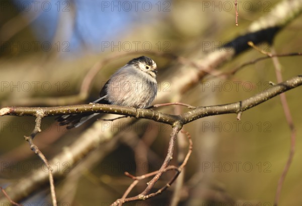 Long-tailed Tit, (Aegithalos caudatus) in winter in a lime tree, Schleswig-Holstein, Germany