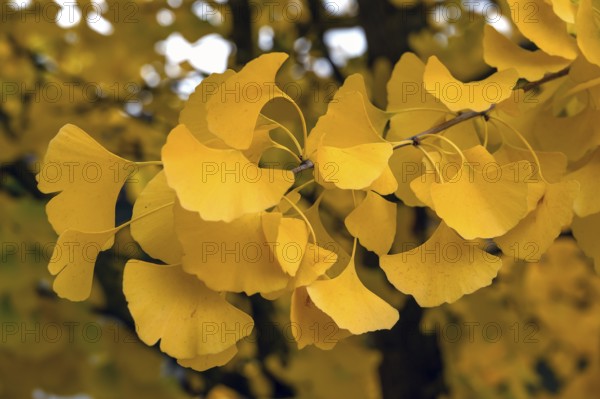Yellow, autumn-coloured leaves from the ginkgo tree (ginkgo biloba), Franconia, Bavaria, Germany