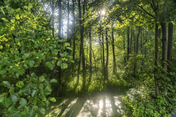 Canal or Spreewaldfließ in the Spreewald near Lübbenau/Spreewald, Brandenburg, Germany