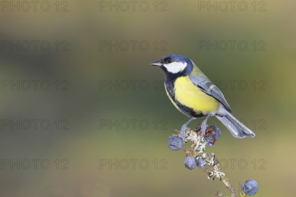 Great tit (Parus major), sitting on a branch in a blackthorn bush, (Prunus spinosa), sloes, with ripe fruit, autumn, wildlife, animals, tit family, songbird, birds, Wilnsdorf, North Rhine-Westphalia, Germany