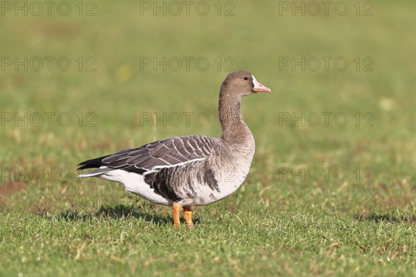 White-fronted goose (Anser albifrons), standing in a meadow in the wintering area, wildlife, Bislicher Insel nature reserve, Xanten, Lower Rhine, North Rhine-Westphalia, Germany