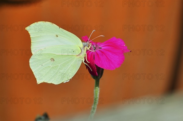 Lemon butterfly (Gonepteryx rhamny) on crown campion (Lychnis coronaria), in a nature garden, Wilnsdorf, North Rhine-Westphalia, Germany