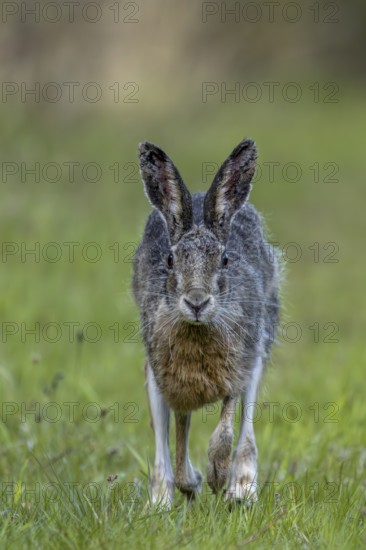 In the evening, the brown hare (Lepus europaeus) leaves its nest in the forest and hops to the nearby meadow, frontal view, Denmark