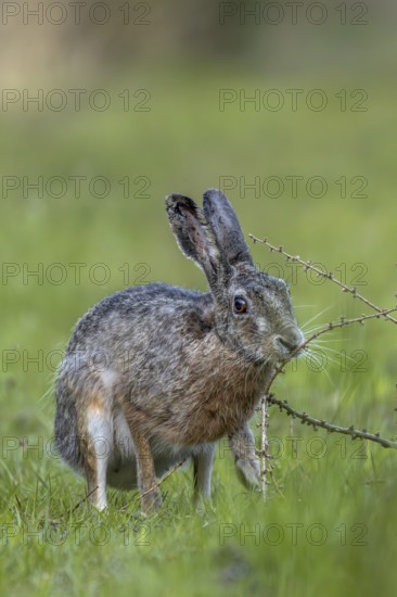 An obviously interesting scent on a larch branch lying on the ground makes the brown hare (Lepus europaeus) pause, odour, curiosity, Denmark