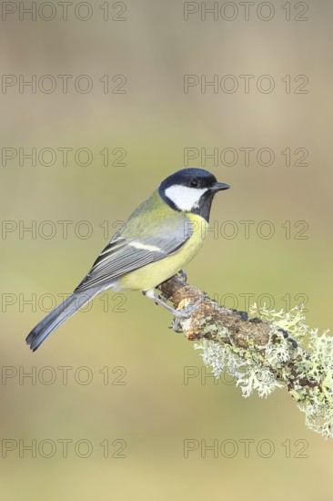Great Tit (Parus major), sitting on a branch overgrown with moss and lichen, Wildlife, Animals, Birds, Tits, Wilnsdorf, North Rhine-Westphalia, Germany