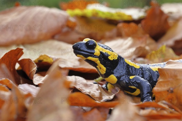 Fire salamander (Salamandra salamandra), in a beech forest on autumn leaves, autumn, Wilnsdorf, North Rhine-Westphalia, Germany