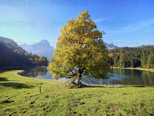Autumn-coloured sycamore maple (Acer pseudo plantanus), at Obersee, Näfels, Canton Glarus, Switzerland
