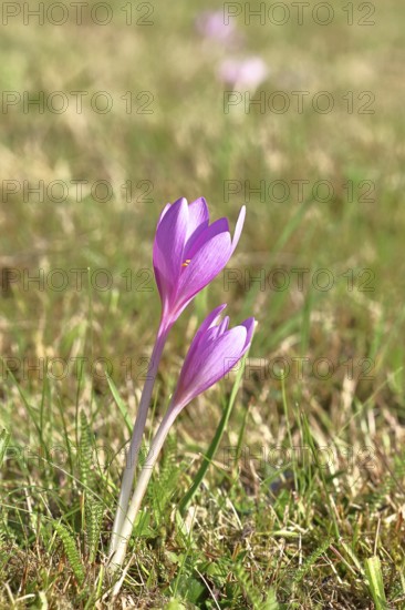 Autumn crocus (Colchicum autumnale), half-opened flowers in a meadow, endangered, protected poisonous plant species, native nature, wet meadow, autumn messenger, season, autumn, bulbous plant, poisonous plant, Wilnsdorf, North Rhine-Westphalia, Germany