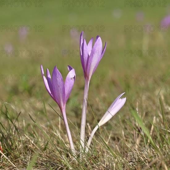 Autumn crocus (Colchicum autumnale), half-opened flowers in a meadow, endangered, protected poisonous plant species, native nature, wet meadow, autumn messenger, season, autumn, bulbous plant, poisonous plant, Wilnsdorf, North Rhine-Westphalia, Germany