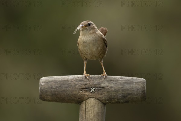 Eurasian wren (Troglodytes troglodytes) adult garden bird on a fork handle with nesting material in its beak in spring, England, United Kingdom