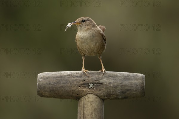 Eurasian wren (Troglodytes troglodytes) adult garden bird on a fork handle with nest material in its beak in spring, England, United Kingdom
