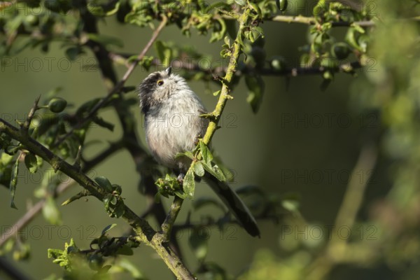 Long tailed tit (Aegithalos caudatus) adult bird in a hedgerow in summer, England, United Kingdom