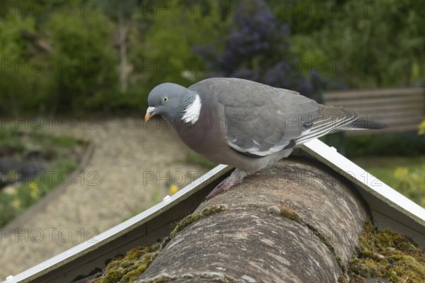 Wood pigeon (Columba palumbus) adult garden bird on a house roof, England, United Kingdom